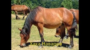 Все породы лошадей. Более 210 пород лошадей