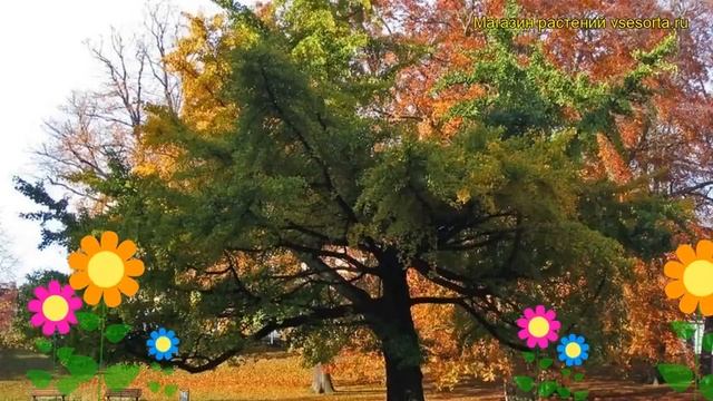 Гинкго билоба. Краткий обзор: Гинкго билоба описание характеристик, где купить саженцы ginkgo bilob смотреть онлайн