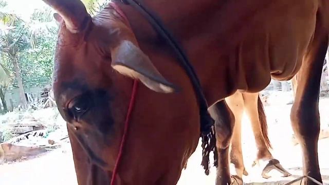 how to find when my cow delivers/மாடுகளின் சினை /கன்று ஈன்றப்போகும் மாற்றங்கள்/in my own expirience смотреть онлайн