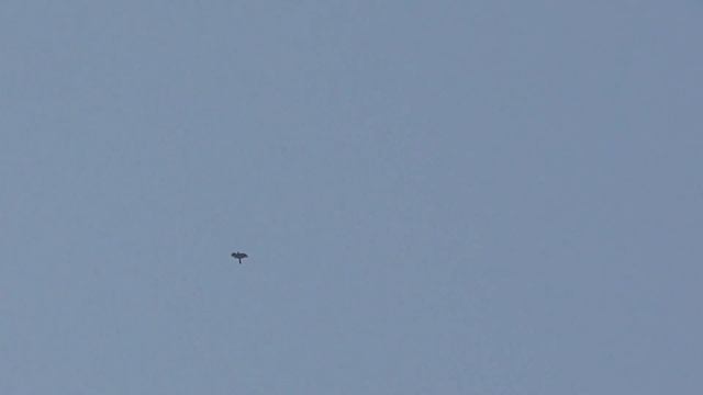 Сокол Сапсан Ястриб Тетеревятник атакуют голубей. Falcon Peregrine Goshawk Attacking Pigeons