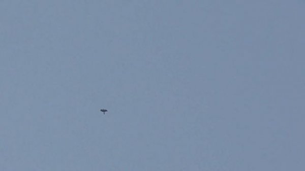 Сокол Сапсан Ястриб Тетеревятник атакуют голубей. Falcon Peregrine Goshawk attacking pigeons