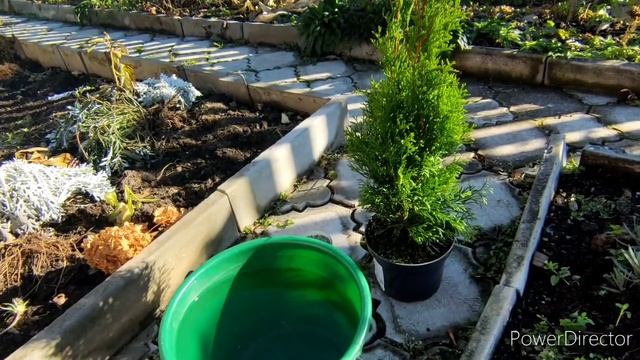 Сажаю тую смарагд, укрываю гортензии хвойным опадом смотреть онлайн