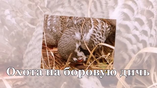 Главное об охоте смотреть онлайн