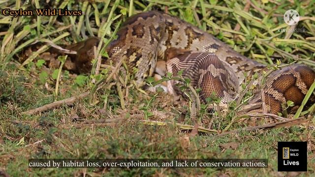 python eats big animals | Snake eats | World's Deadliest Reptiles | Most savage moments of pythons смотреть онлайн