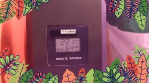 Скручиваются листочки у петунии. Что делать? Как спасти рассаду.