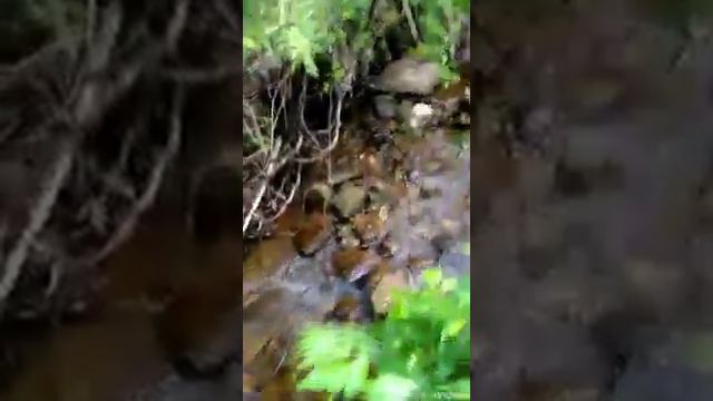 Тайга и рыбалка на хариуса 4 смотреть онлайн