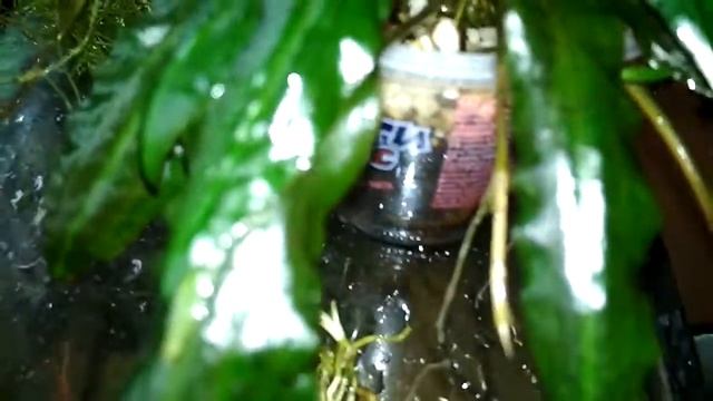 Размножение криптокорины смотреть онлайн