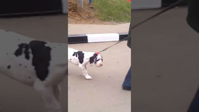Первая прогулка / First walk смотреть онлайн