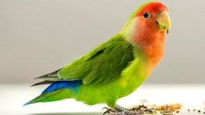 Неразлучники - интересные факты