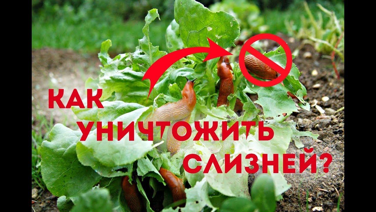 Как уничтожить слизней раз и навсегда? Как бороться со слизнями на огороде? смотреть онлайн