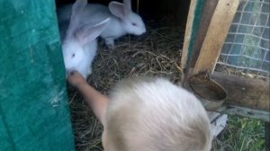 Как пищит кролик. Тихон пугает животных