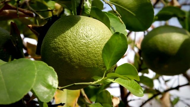 ??? Можно ли употреблять цитрусовые при диабете? смотреть онлайн