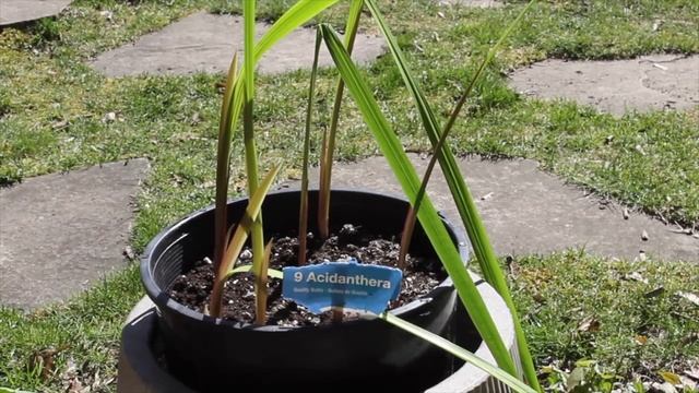 Growing Acidanthera / Gladiolus Murielae смотреть онлайн