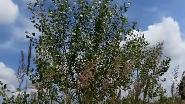 25 июля народный праздник День Прокла Плакальщика. Народные приметы и традиции. Запреты дня. смотреть онлайн