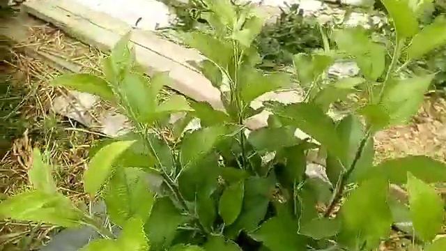 ЗАГОТАВЛИВАЮ КОСТОЧКИ МАГОЛЕПКИ , ГУЛЯЮ ПО САДУ . смотреть онлайн