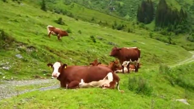 The Lonely Shepherd (Одинокий пастух) смотреть онлайн