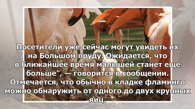 В Московском зоопарке появились первые птенцы розового фламинго смотреть онлайн