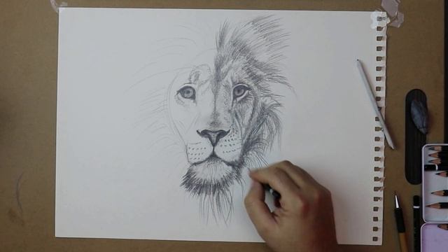 How to draw Lion / Как нарисовать Льва / Cómo dibujar un León / Aslan nasıl çizilir смотреть онлайн