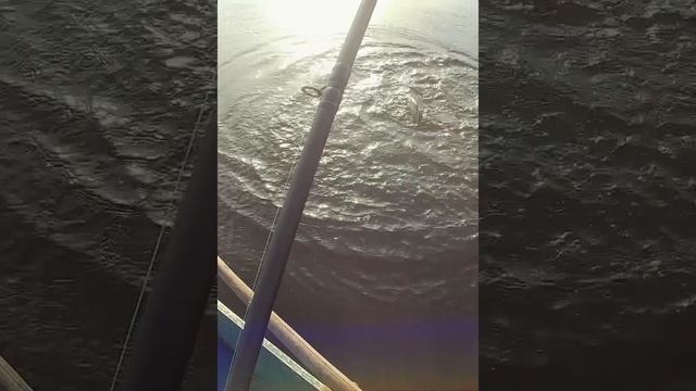 Троллинг. Зажигательные танцы судака.