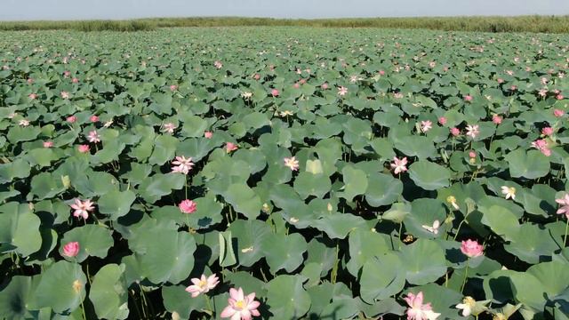 Лотосы, дельта Волги (часть 2) смотреть онлайн