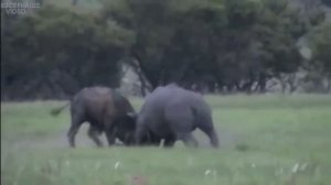 ТОП 5. Битвы животных с участием НОСОРОГА! Носорог в деле!