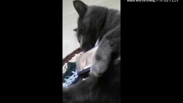 Мы с Кузенькой играем в доминошки/Кузя хочет украсть блокнот с котятами!/Настя отомстила. смотреть онлайн