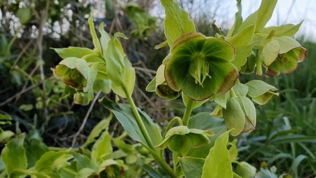 Helleborus Foetidus