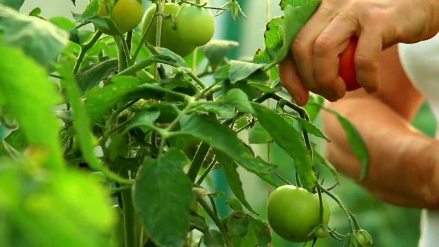 Овощи для малышей Учимся говорить Первые слова Учим овощи смотреть онлайн