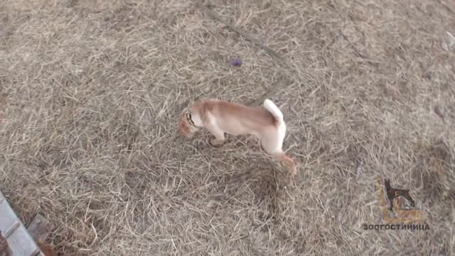 Передержка ForDogs. Самара. Тольятти: наш гость Майя шарпей смотреть онлайн