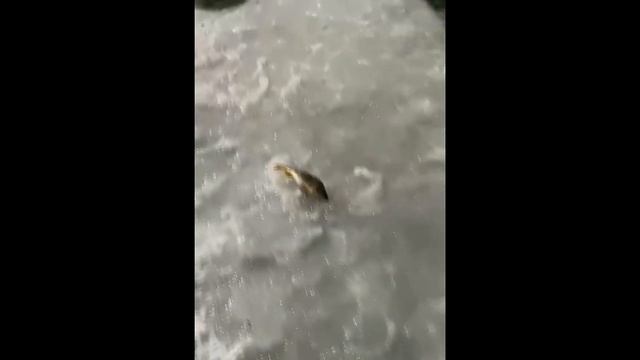 Рыба в Крещенской проруби. Вот это Рыбалка:) смотреть онлайн