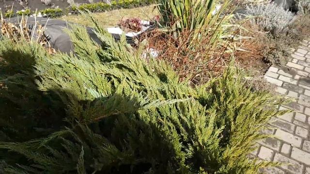 Хотите пышного цветения ? Обязательные РАБОТЫ в САДУ. Март.Садовый Влог. смотреть онлайн