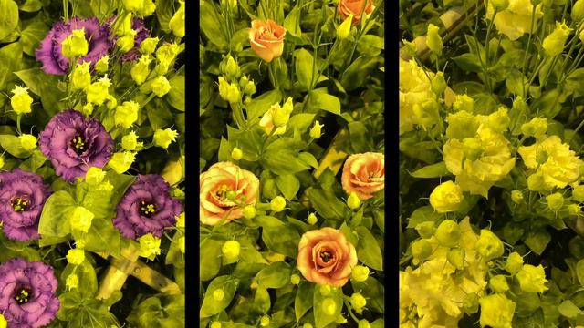 LionStar Lisianthus Growing With Passion