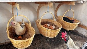 Подвесные гнезда в корзинах для кур несушек