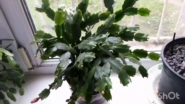 Уход за декабристом! Начало цветения! смотреть онлайн
