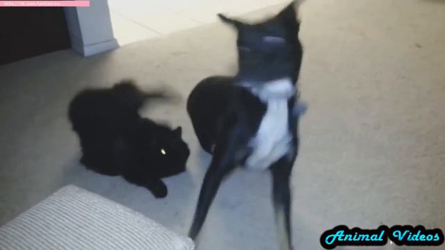 Приколы с животными №190 Собака села на кота Смешные животные Animal videos смотреть онлайн