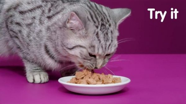 Whiskas Adult Casserole