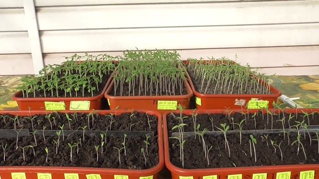 "ЭКЗОТИЧЕСКИХ ИНОСТРАНЦЕВ" АДАПТИРУЮ К УСЛОВИЯМ СИБИРИ. Ольга Чернова. смотреть онлайн