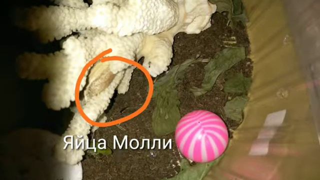 Богомолихи снесли яйца! смотреть онлайн