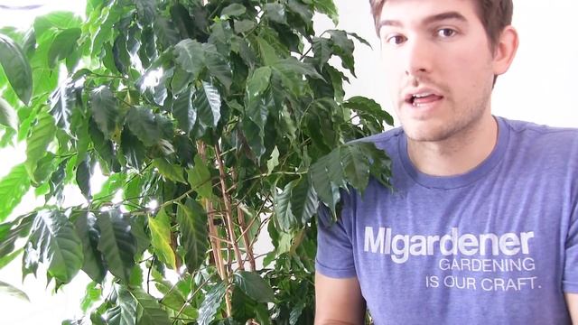 5 Tips To Getting Your Coffee Plant to Fruit смотреть онлайн