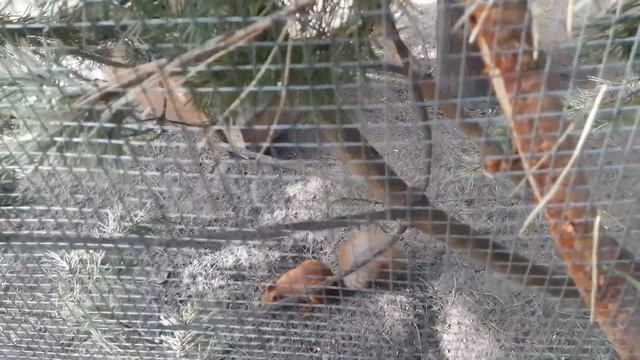 Белка в колесе смотреть онлайн