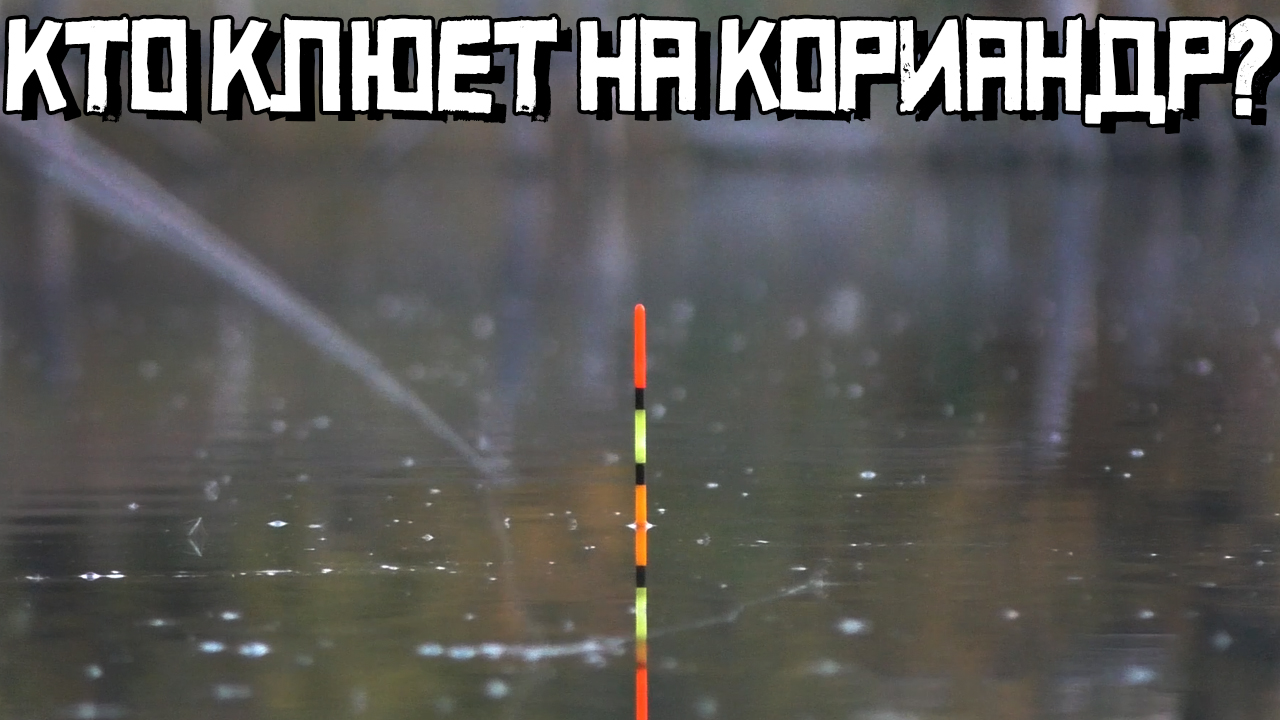 НАСЫПАЛ КОРИАНДР в воду и ОНО... Топит поплавок СХОДУ! Это карась? Или плотва? смотреть онлайн