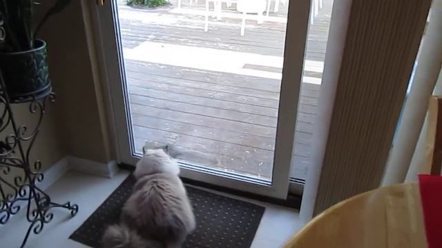 ragdoll playing with the squirrel смотреть онлайн