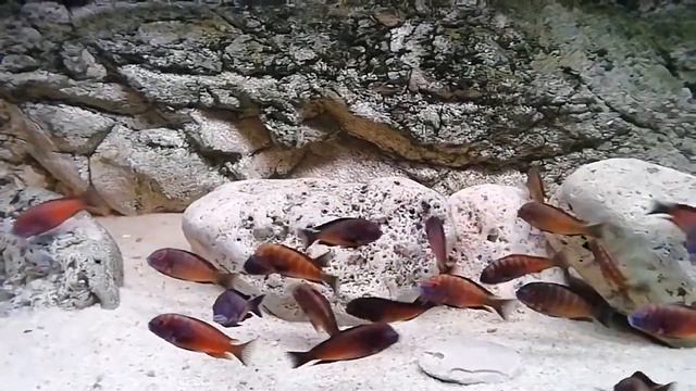 Трофеус NDOLE RED смотреть онлайн