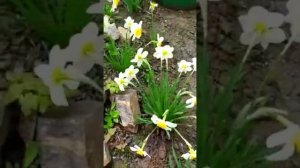 Нарциссы  | Цветы на даче ? | Лучший сорт Нарцисса | Белые Нарциссы в моем Саду и Огороде.