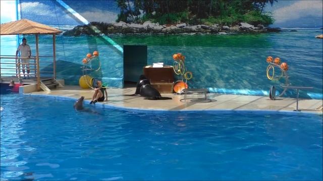 #77 Анапский дельфинарий НЕМО. Выступление морского льва Татама. смотреть онлайн