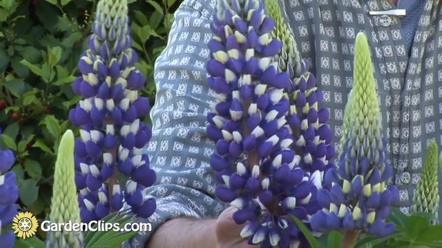 Lupine - Lupinus Species - How To Grow Lupines #lupine