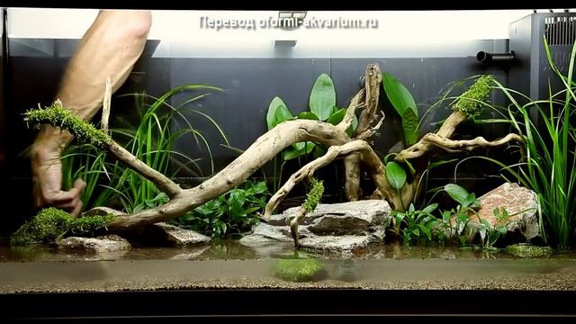 Дизайн аквариума на 180 литров от Tropica смотреть онлайн