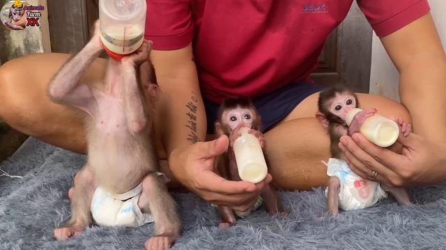 Three Cute Baby Monkeys Waiting For Their Father To Make Milk To Drink - Monkeys Milk