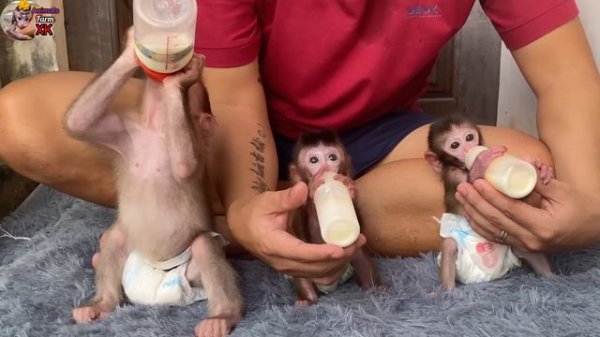 Three cute baby monkeys waiting for their father to make milk to drink - monkeys milk