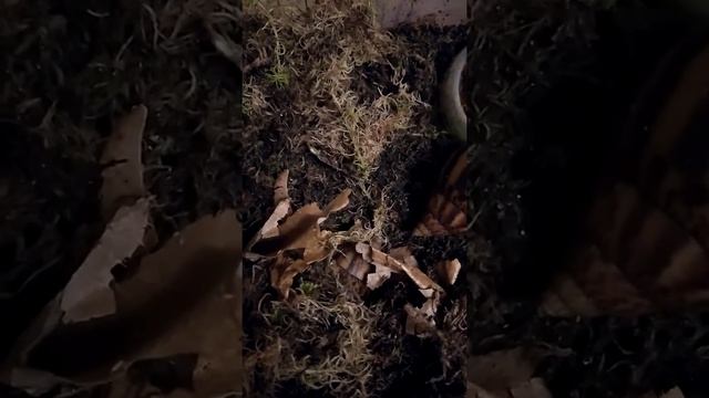 Ахатина ахатина тигр розеолабиата смотреть онлайн